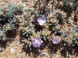 Ebracteola fulleri from clump to colony